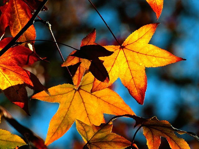 [autumn-leaves-light%255B10%255D.jpg]