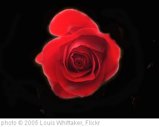 'rose remastered' photo (c) 2005, Louis Whittaker - license: http://creativecommons.org/licenses/by-nd/2.0/