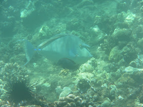 SAM_0355.JPG