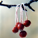 Choke Cherry