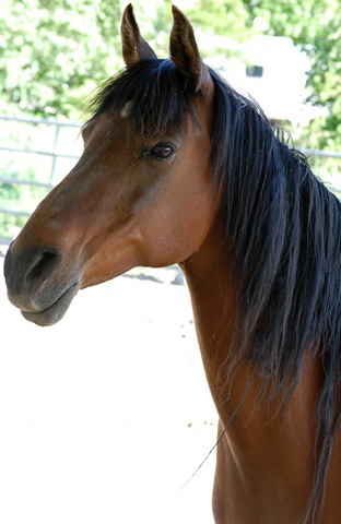 [horses2011362.jpg]