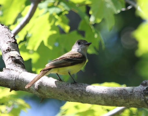 Friendly Great-crested Flycatcher