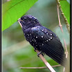 Drongo Cuckoo_01.jpg
