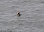 Puffin