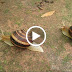 MVI_0035.avi - 