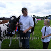 Cattle 017.jpg