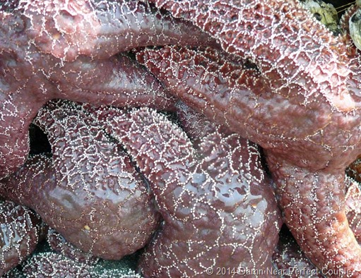 Sea Star Closeup