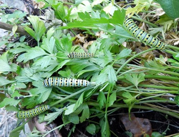 [swallowtails%255B5%255D.jpg]