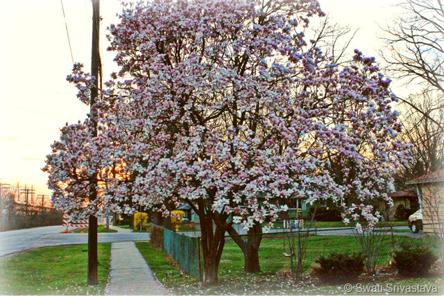 Tree6.jpg Tree6.jpg
