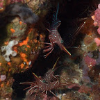 wunderschöne Crevetten, Komodo