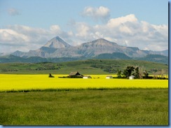 1234 Alberta Hwy 6 South - mountains & canola field 1234 Alberta Hwy 6 South - mountains & canola field