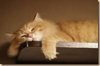 sleepy