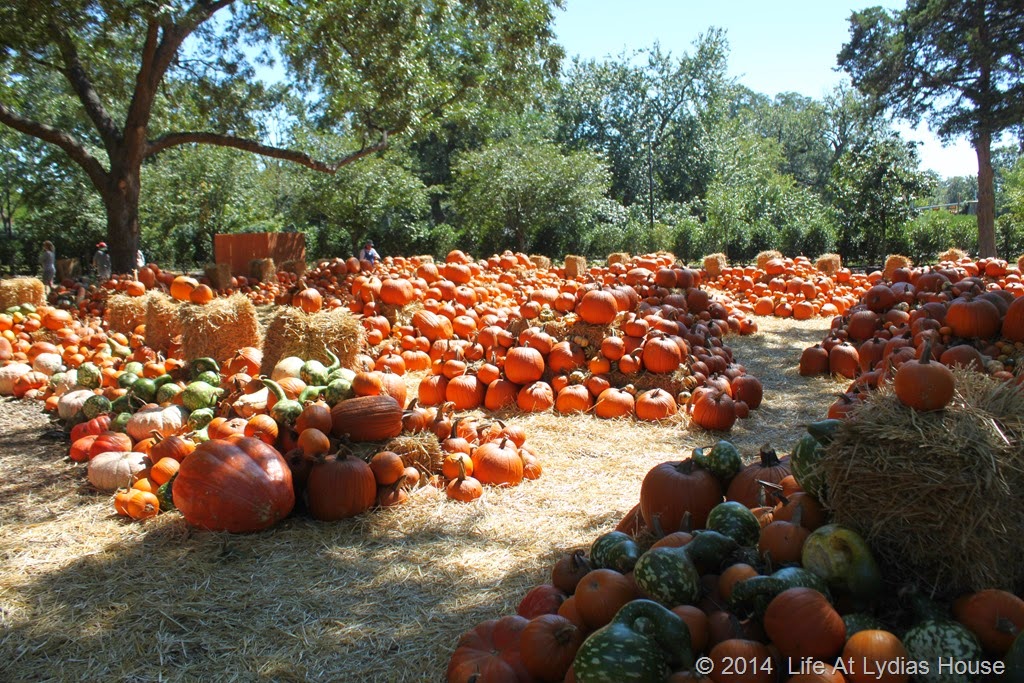 [Dallas-Arboretum---pumpkin-festival-%255B83%255D.jpg]