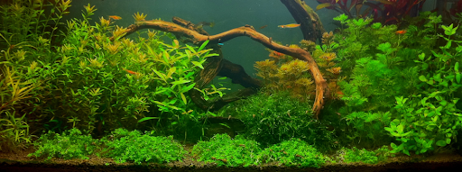 http://www.naturalaquascaping.com