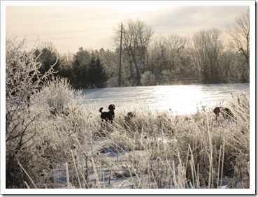 20120126_frost_014