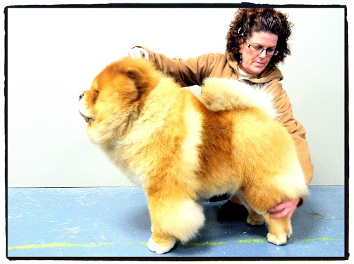 And what a true imperial posture!  Jan, the handler, is showing it off.  (Photo credit Joe Noel)