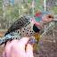 Yellow-shafted Northern Flicker (probably female)