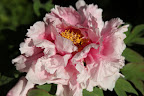 This shade of pink is delectible!