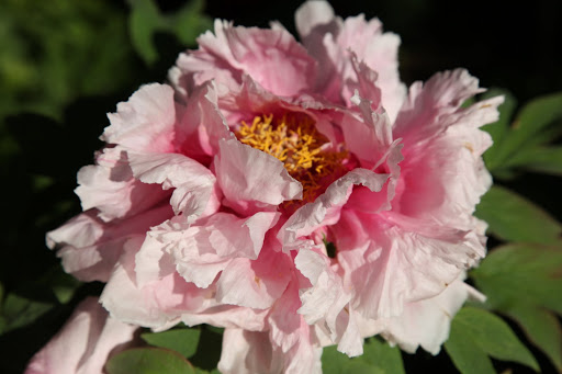 This shade of pink is delectible!