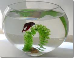 Jay's-Betta-3