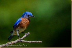 Eastern Bluebird