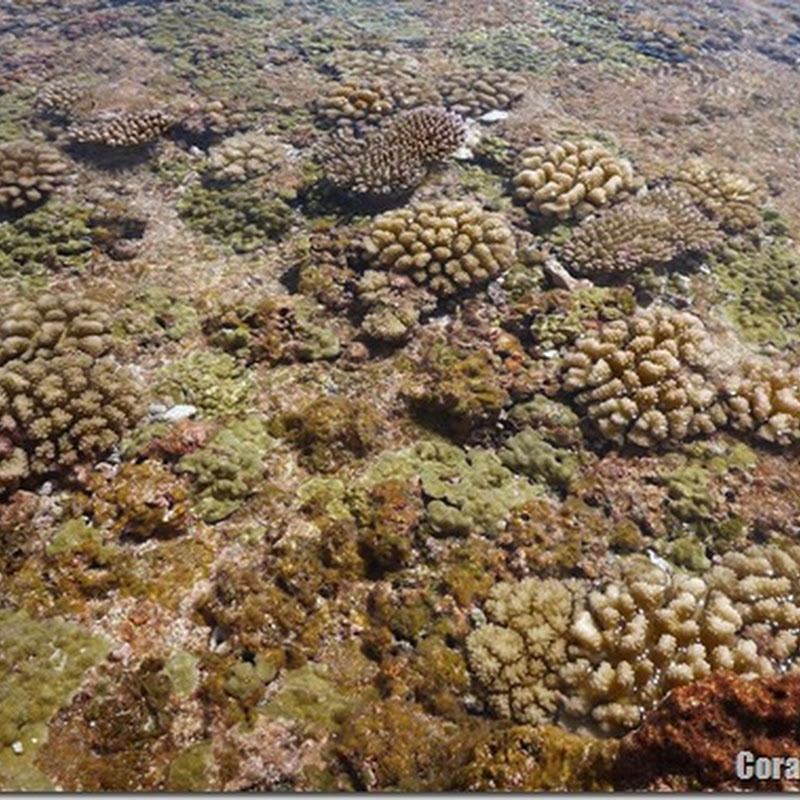 Reef Walking in Tikehau