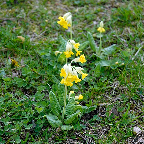 _DSC0247v _DSC0247v