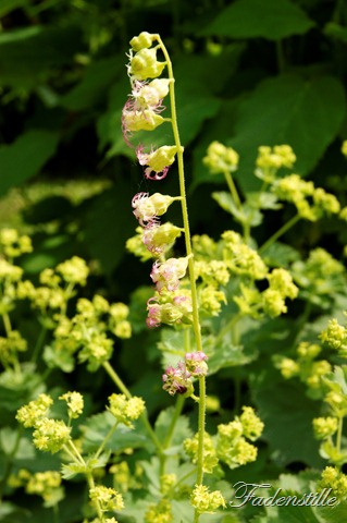 [Wolle%2520Rosen%2520062%255B2%255D.jpg]