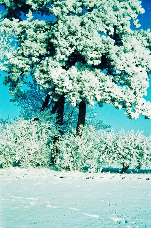 [Snowy-Trees---XPRO%255B7%255D.jpg]