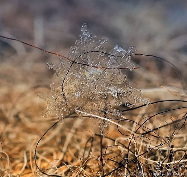 flocos-de-neve-macro-snowflakes-macro-photography-andrew-osokin-desbaratinando (9) flocos-de-neve-macro-snowflakes-macro-photography-andrew-osokin-desbaratinando (9)