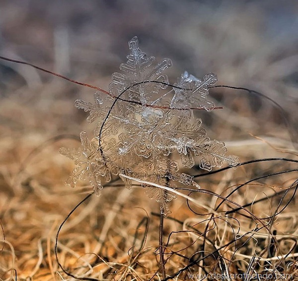 flocos-de-neve-macro-snowflakes-macro-photography-andrew-osokin-desbaratinando (9)