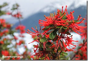 Notro (Embothrium coccineum)