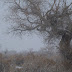 Trees in the desert outside of Tuotuo Xiang, Xinjiang