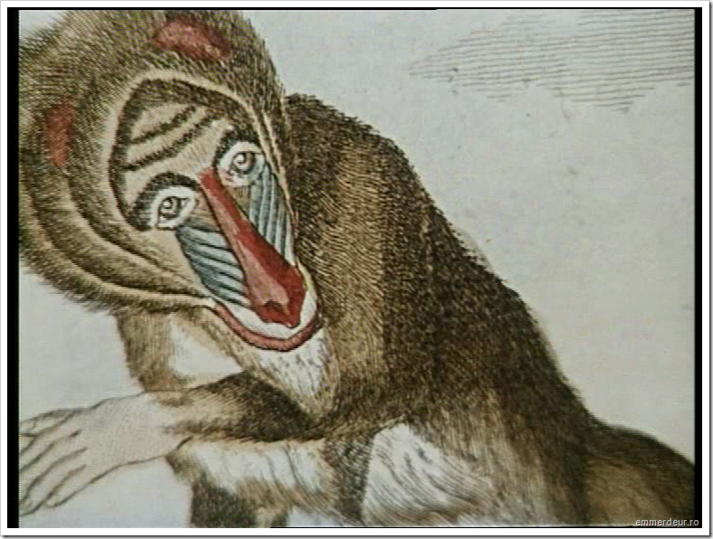 jan svankmajer historia naturae emmerdeur_463 jan svankmajer historia naturae emmerdeur_463