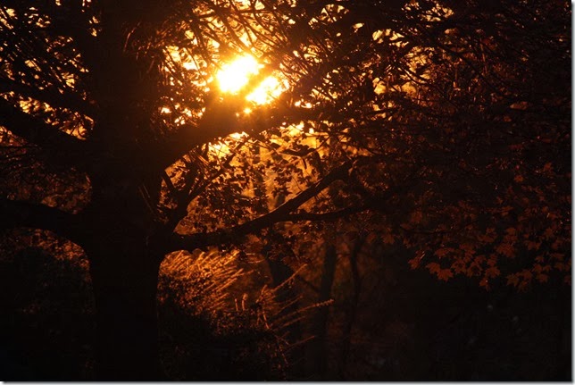 IMG_2088 IMG_2088