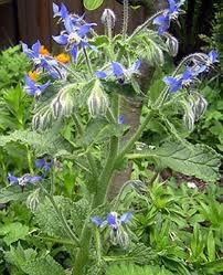 [borage%255B3%255D.jpg]