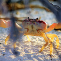 Land Crab