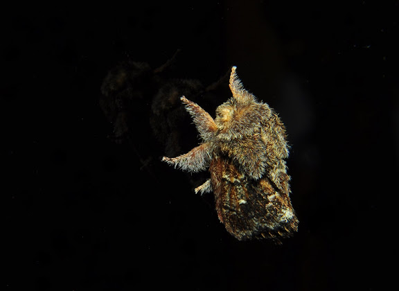 Lasiocampidae : Pernattia pusilla DONOVAN, 1805. Umina Beach (New South Wales, Australie), 24 mars 2011. Photo : Barbara Kedzierski