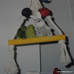 Old Budgie Pics 029.JPG