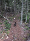 Follow me, Franny!  Let's explore this forest path.