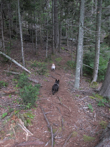 Follow me, Franny!  Let's explore this forest path.