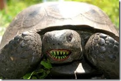 Crazy Turtle
