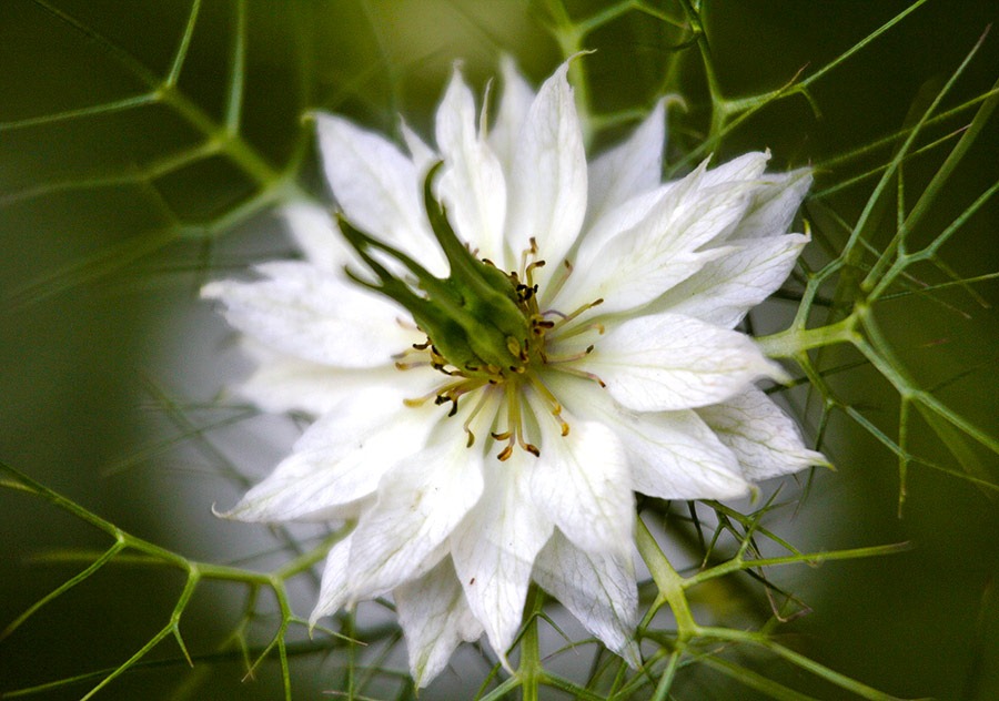 [110523_love_in_the_mist_05%255B3%255D.jpg]