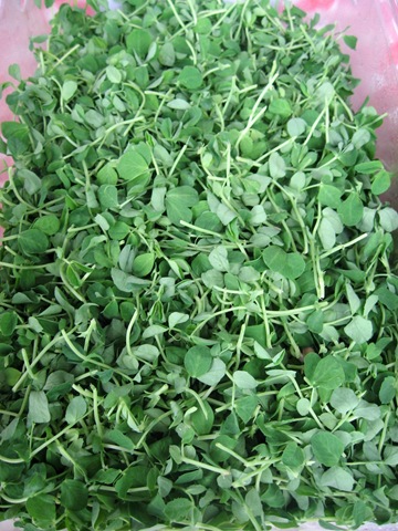 [peas%2520shoots%25201%255B7%255D.jpg]