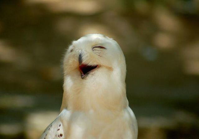A great collection of positive emotions
