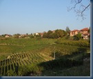 The vineyards of Piemonte.