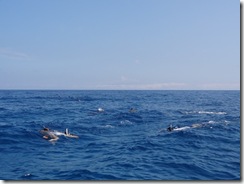 ハワイ島イルカと泳ぐドルフィンスイム ハワイ島イルカと泳ぐドルフィンスイム