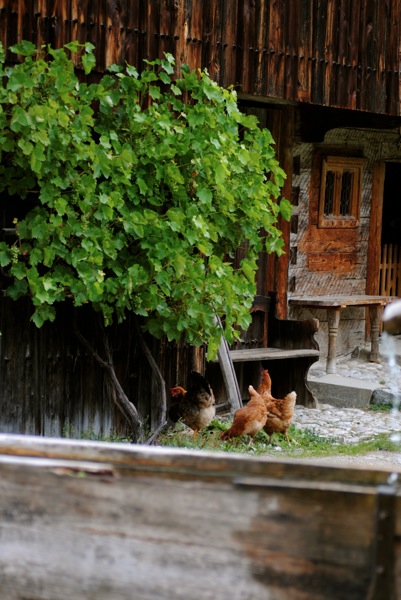 DSC_0039.jpg DSC 0039