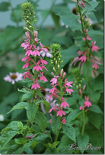 A hocking hills garden: lobelia monet moment cardinal flower Monets blomster billeder