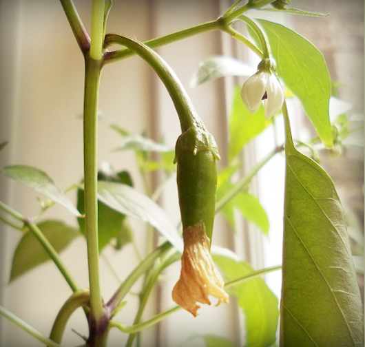 chilli_halfpepper.jpg chilli_halfpepper.jpg